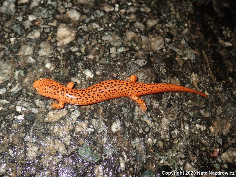 Northern Red Salamander (Pseudotriton ruber ruber)