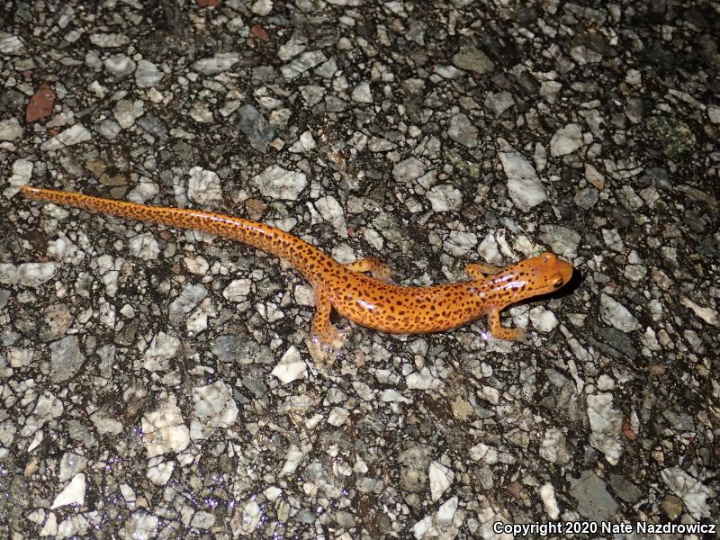 Long-tailed Salamander (Eurycea longicauda longicauda)