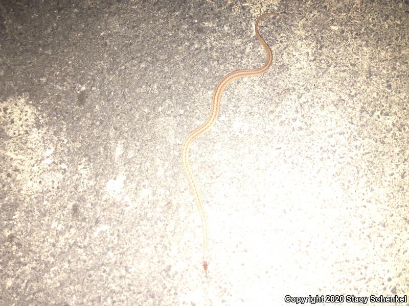 Dekay's Brownsnake (Storeria dekayi)