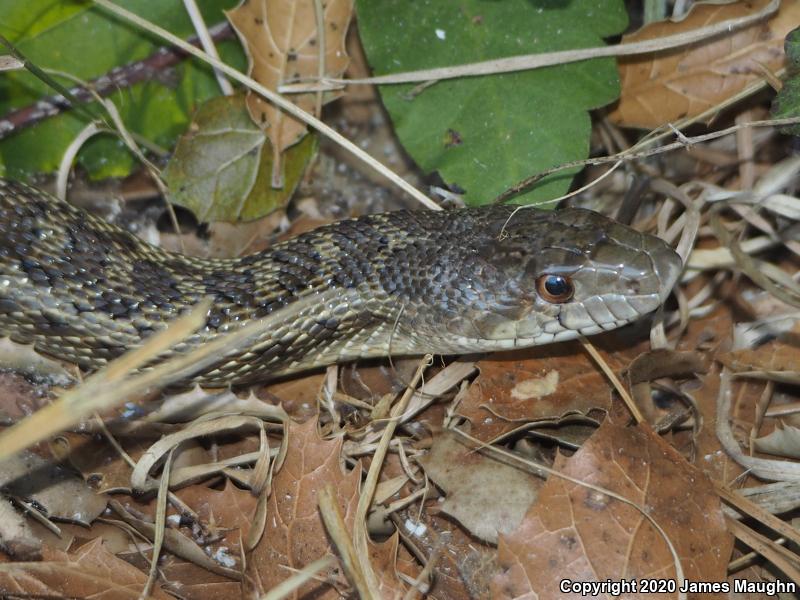 Pacific Gopher Snake (Pituophis catenifer catenifer)