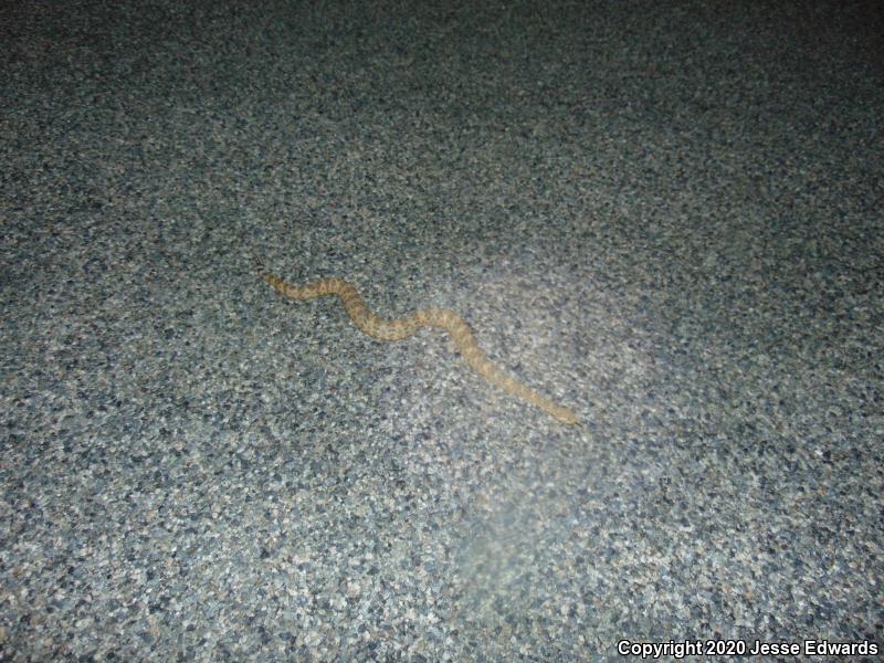 Speckled Rattlesnake (Crotalus mitchellii)