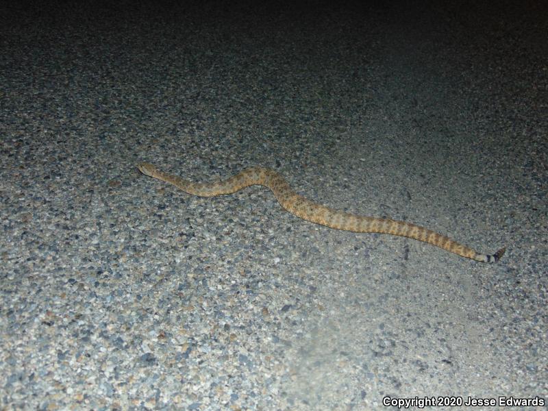 Speckled Rattlesnake (Crotalus mitchellii)