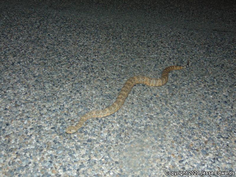 Speckled Rattlesnake (Crotalus mitchellii)