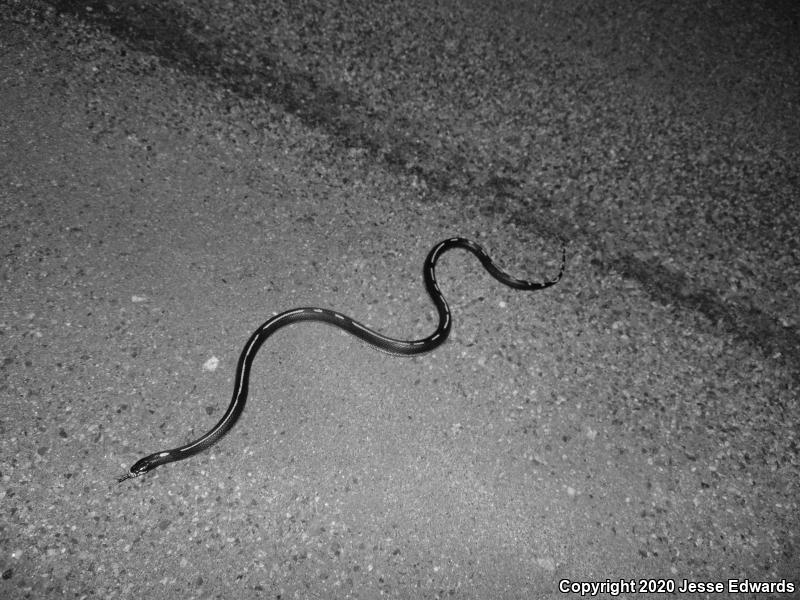 California Kingsnake (Lampropeltis getula californiae)