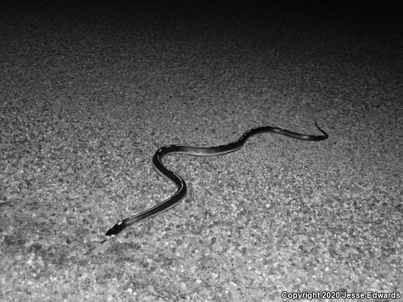 California Kingsnake (Lampropeltis getula californiae)