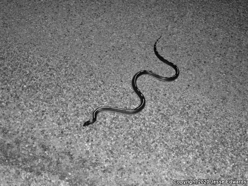 California Kingsnake (Lampropeltis getula californiae)