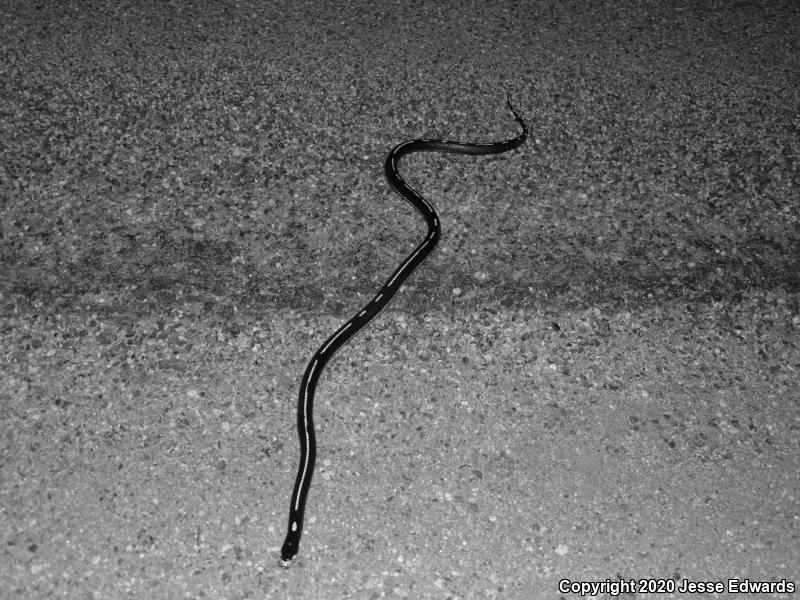 California Kingsnake (Lampropeltis getula californiae)