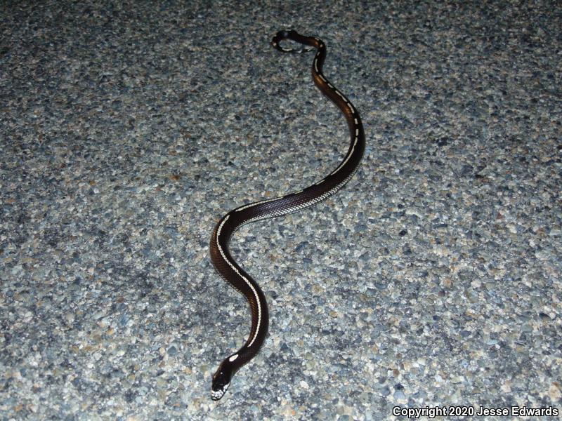 California Kingsnake (Lampropeltis getula californiae)