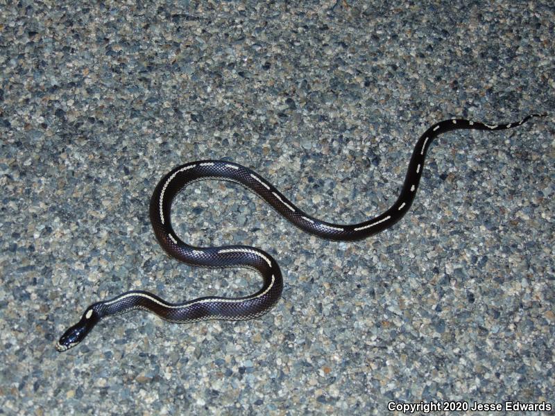 California Kingsnake (Lampropeltis getula californiae)