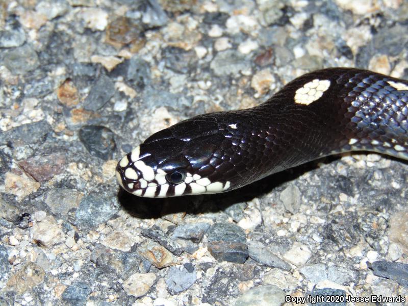 California Kingsnake (Lampropeltis getula californiae)