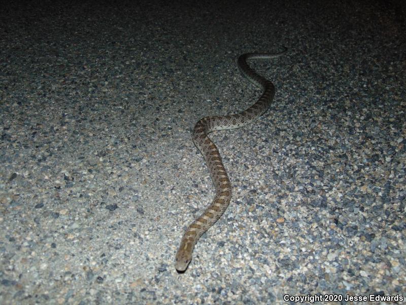 Glossy Snake (Arizona elegans)