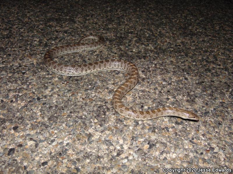 Glossy Snake (Arizona elegans)