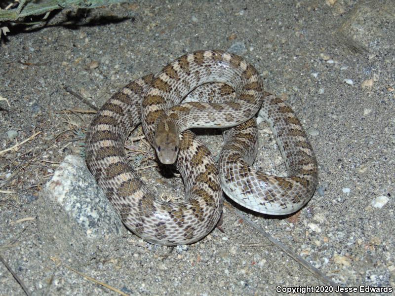 Glossy Snake (Arizona elegans)