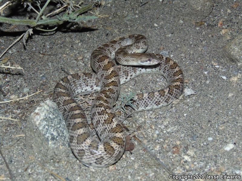 Glossy Snake (Arizona elegans)