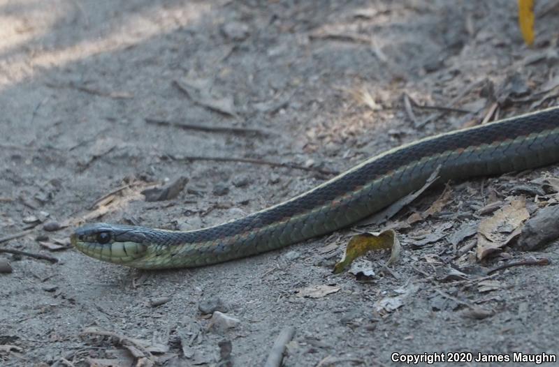 Coast Gartersnake (Thamnophis elegans terrestris)