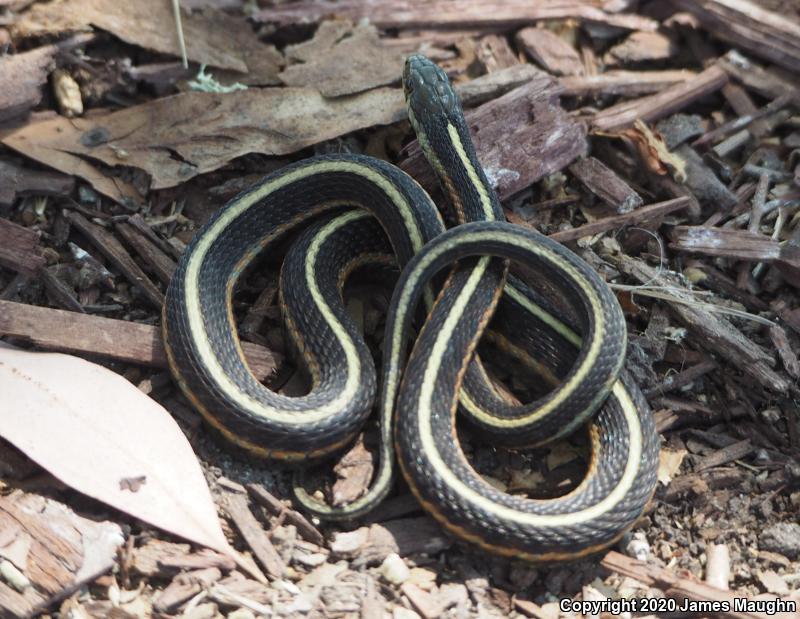 Coast Gartersnake (Thamnophis elegans terrestris)