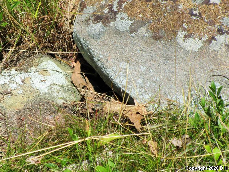 Timber Rattlesnake (Crotalus horridus)