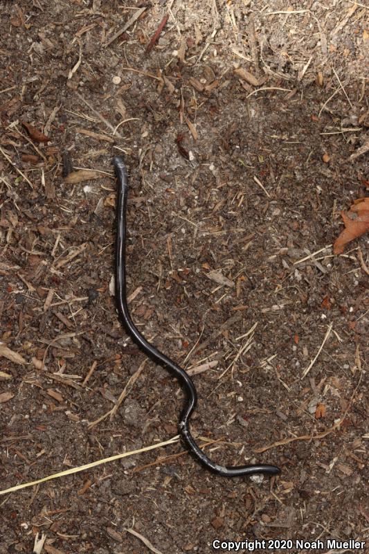 Brahminy Blindsnake (Ramphotyphlops braminus)