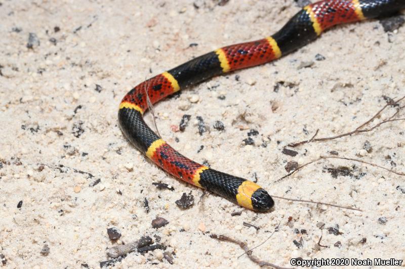 Eastern Coral Snake (Micrurus fulvius)