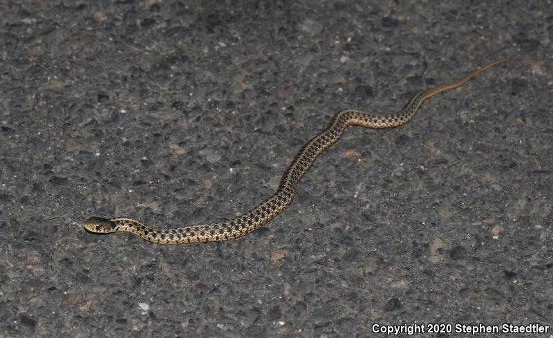 Eastern Gartersnake (Thamnophis sirtalis sirtalis)