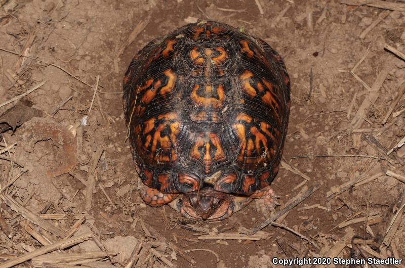 Eastern Box Turtle (Terrapene carolina carolina)