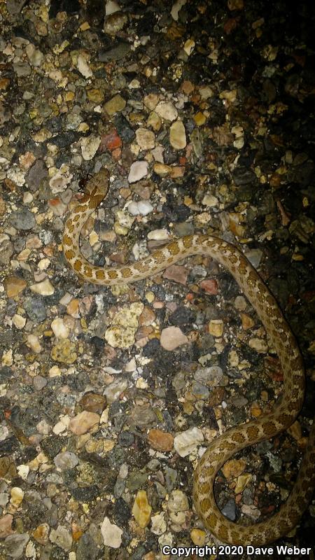 Desert Nightsnake (Hypsiglena chlorophaea)