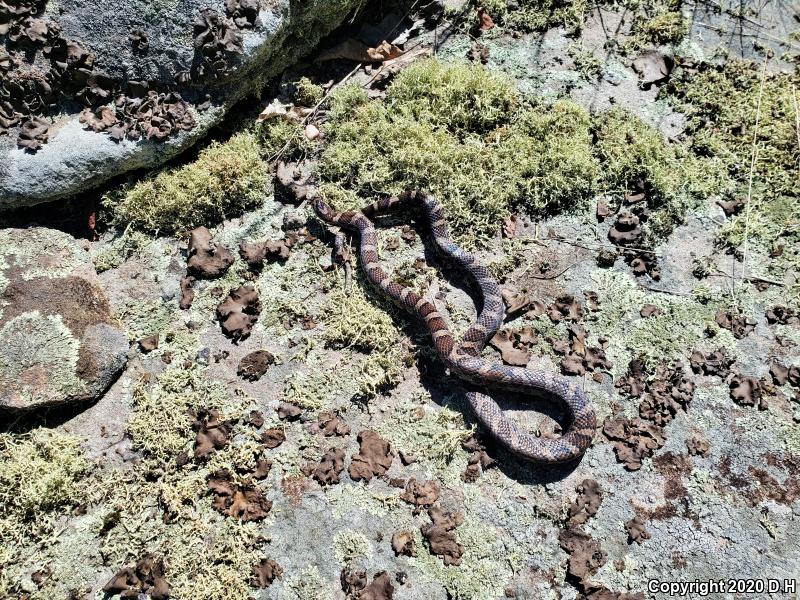 Eastern Milksnake (Lampropeltis triangulum triangulum)