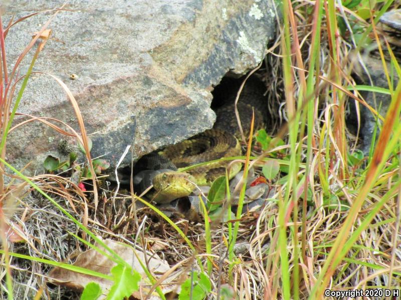 Timber Rattlesnake (Crotalus horridus)