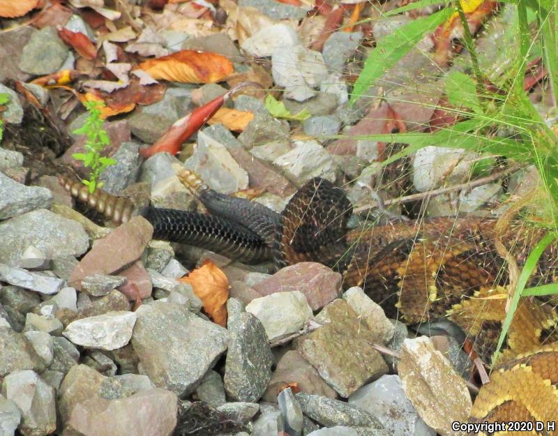 Timber Rattlesnake (Crotalus horridus)