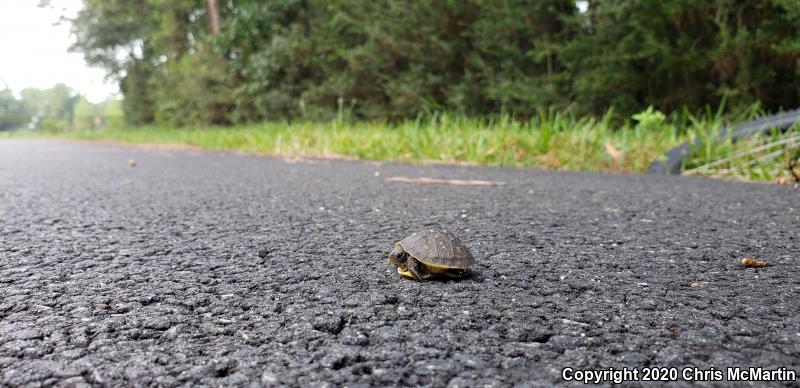 Three-toed Box Turtle (Terrapene carolina triunguis)