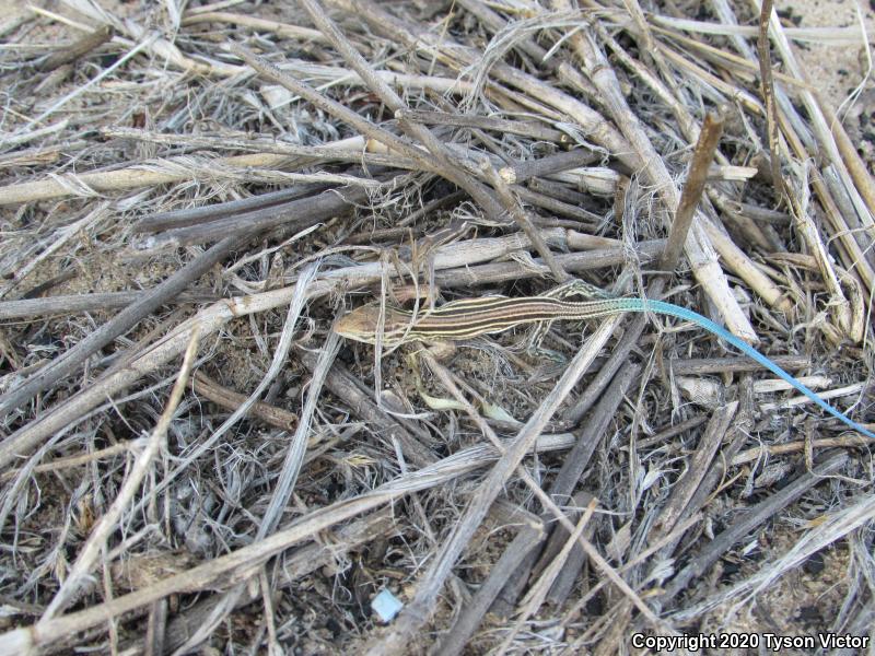 Prairie Racerunner (Aspidoscelis sexlineata viridis)