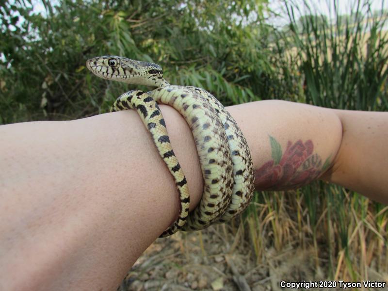 Bullsnake (Pituophis catenifer sayi)