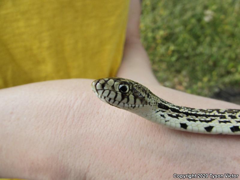 Bullsnake (Pituophis catenifer sayi)