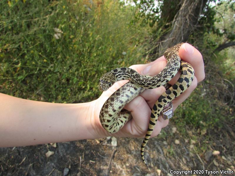 Bullsnake (Pituophis catenifer sayi)