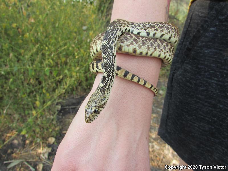 Bullsnake (Pituophis catenifer sayi)