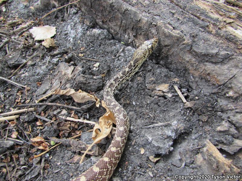 Bullsnake (Pituophis catenifer sayi)