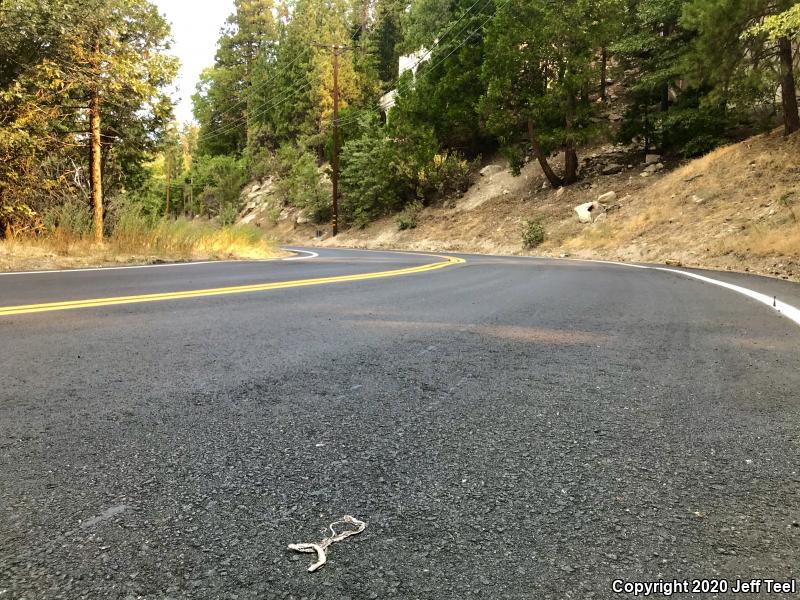 California Striped Racer (Coluber lateralis lateralis)