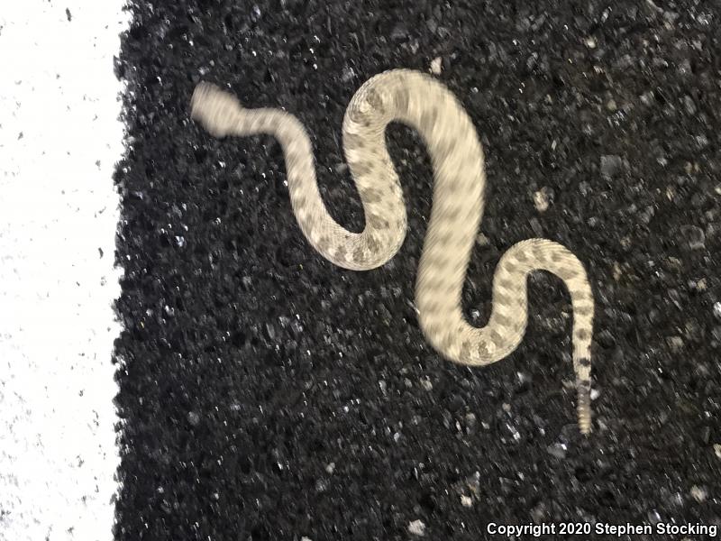 Sidewinder (Crotalus cerastes)