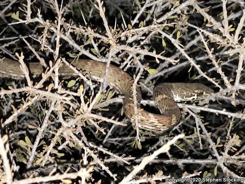 Red Racer (Coluber flagellum piceus)