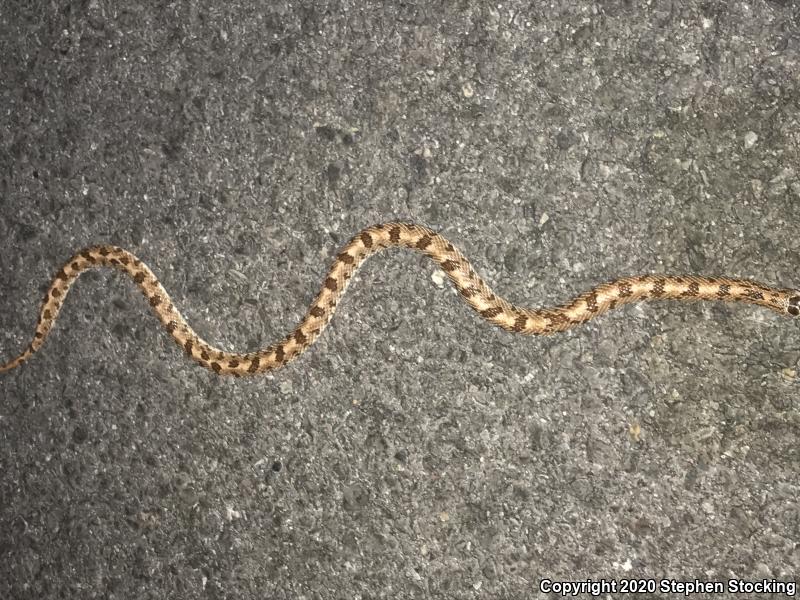 Spotted Leaf-nosed Snake (Phyllorhynchus decurtatus)