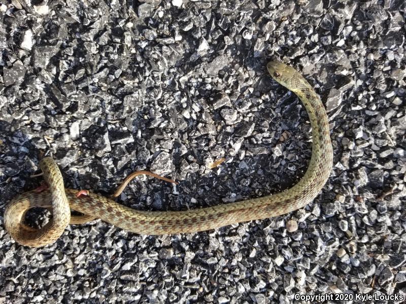 Eastern Gartersnake (Thamnophis sirtalis sirtalis)