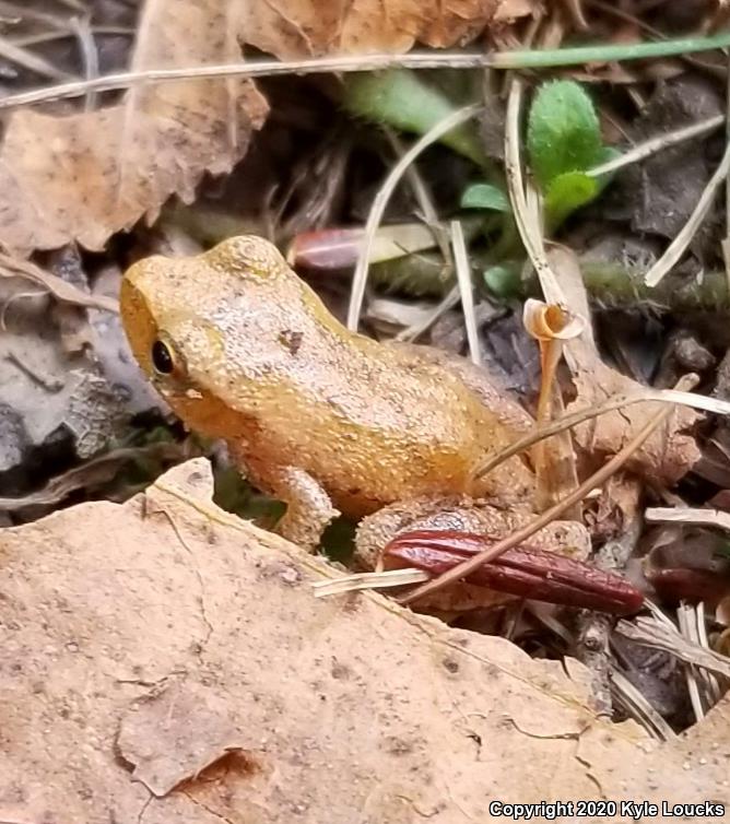 Spring Peeper (Pseudacris crucifer)