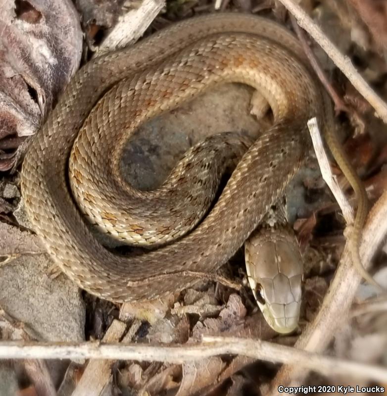 Eastern Gartersnake (Thamnophis sirtalis sirtalis)