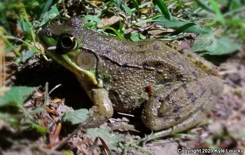 Northern Green Frog (Lithobates clamitans melanota)