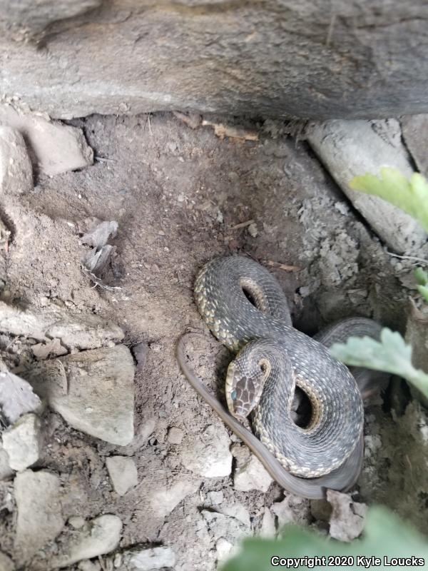 Eastern Gartersnake (Thamnophis sirtalis sirtalis)