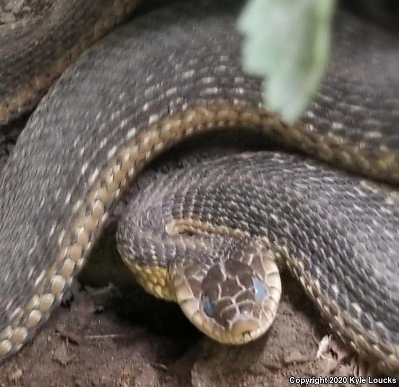 Eastern Gartersnake (Thamnophis sirtalis sirtalis)