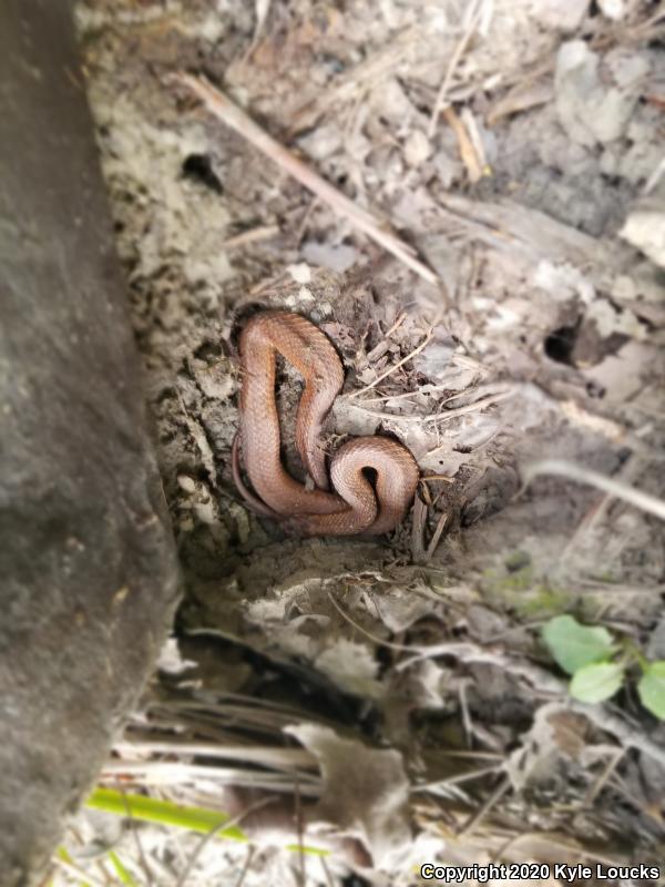 Northern Red-bellied Snake (Storeria occipitomaculata occipitomaculata)