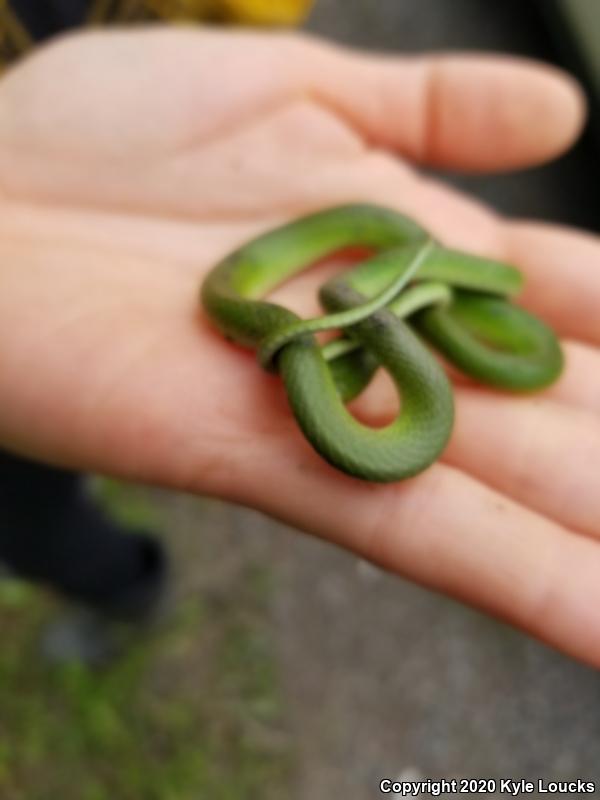 Eastern Smooth Greensnake (Opheodrys vernalis vernalis)