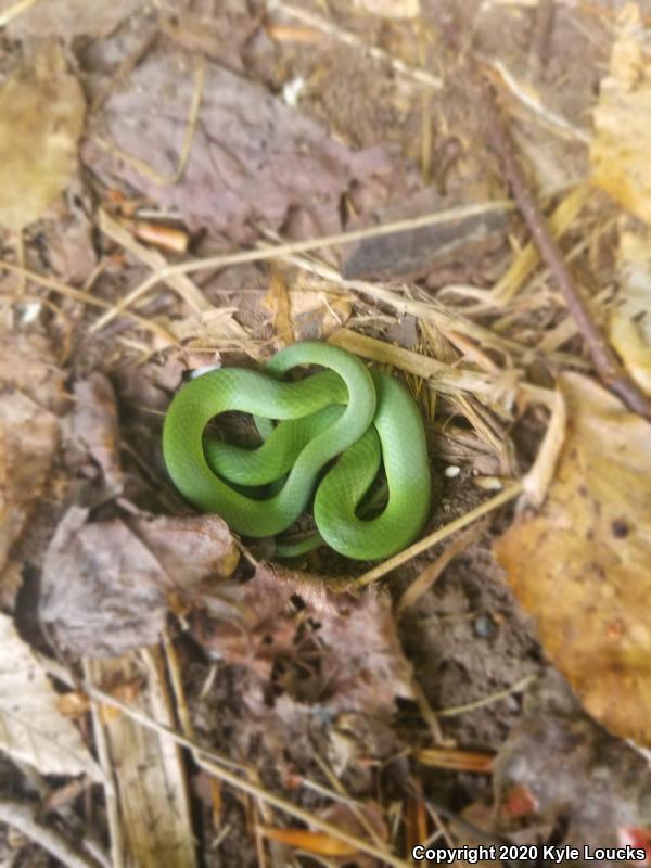 Eastern Smooth Greensnake (Opheodrys vernalis vernalis)