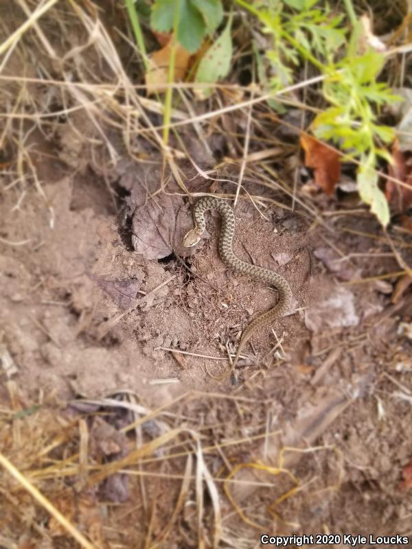 Eastern Gartersnake (Thamnophis sirtalis sirtalis)